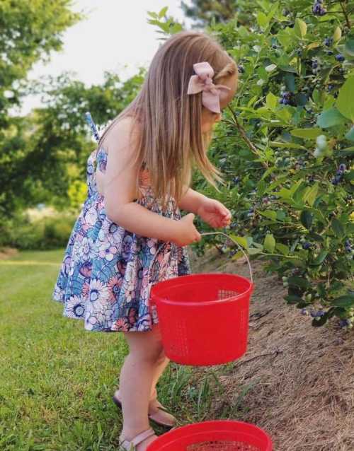 A young girl in a floral dress picks blueberries, holding a red basket, surrounded by green bushes in a sunny field.