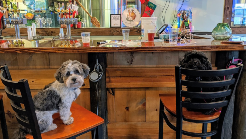 Two dogs sitting on bar stools at a rustic bar, with drinks on the counter and colorful decor in the background.