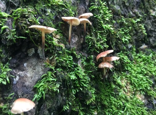 Mushrooms growing on a moss-covered tree trunk, surrounded by vibrant green moss.