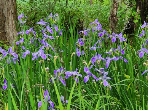 A vibrant cluster of purple flowers surrounded by lush green grass and trees in a natural setting.