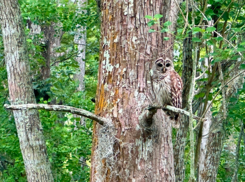 A spotted owl perched on a branch of a tree, surrounded by lush green foliage.