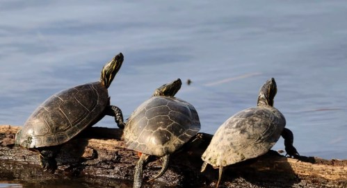 Three turtles basking on a log by the water's edge, with calm water in the background.