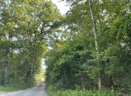 A gravel road surrounded by lush green trees and foliage, leading into a wooded area.
