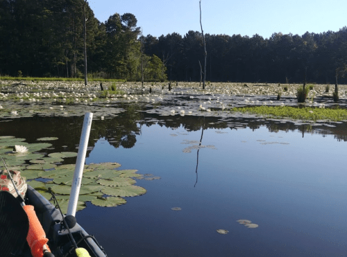 A serene lake scene with lily pads and flowers, surrounded by trees and reflecting the clear blue sky.