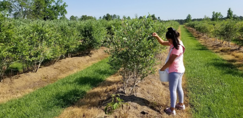 A girl picks blueberries from a bush in a sunny field surrounded by rows of blueberry plants.