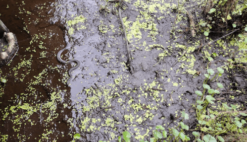 A snake slithers through a murky, algae-covered waterway surrounded by green plants.