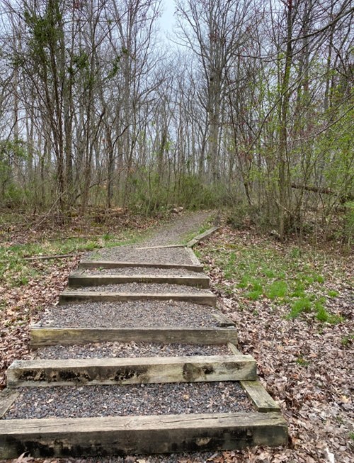 A gravel path with wooden steps leads through a wooded area, surrounded by trees and sparse greenery.
