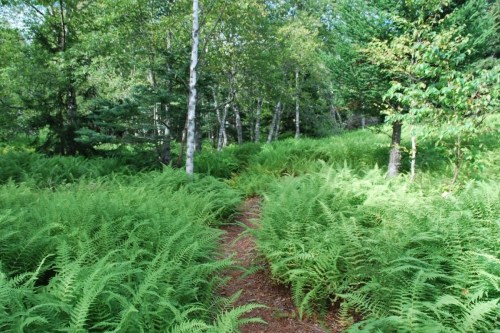 A lush green forest path surrounded by vibrant ferns and trees, creating a serene natural setting.