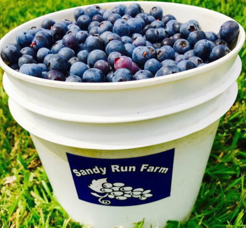 A white bucket filled with fresh blueberries, sitting on green grass, labeled "Sandy Run Farm."