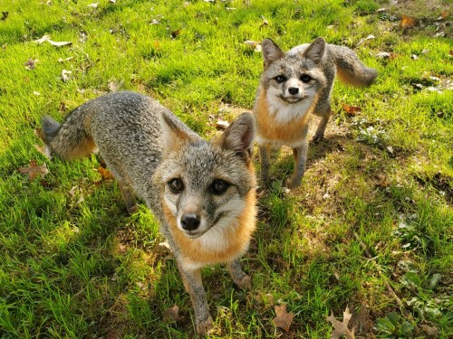 Two foxes with bushy tails and orange fur standing on green grass, looking curiously at the camera.