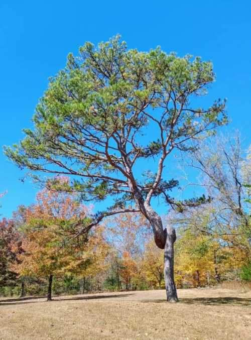 A tall, leaning pine tree stands against a clear blue sky, surrounded by autumn-colored foliage.