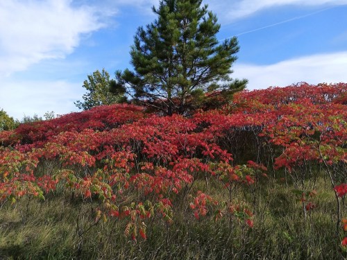 A vibrant landscape featuring a green pine tree surrounded by bright red foliage under a blue sky.