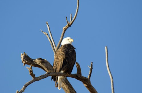 A bald eagle perched on a bare tree branch against a clear blue sky.