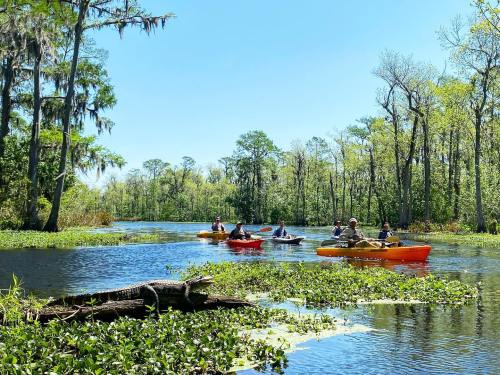 A group of kayakers paddles through a lush, green swamp with an alligator resting on the bank.