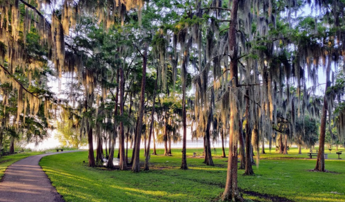 A serene park scene with tall trees draped in Spanish moss, a winding path, and soft sunlight filtering through the leaves.