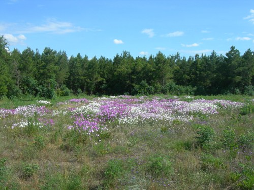 A vibrant field of purple and white flowers surrounded by green trees under a clear blue sky.