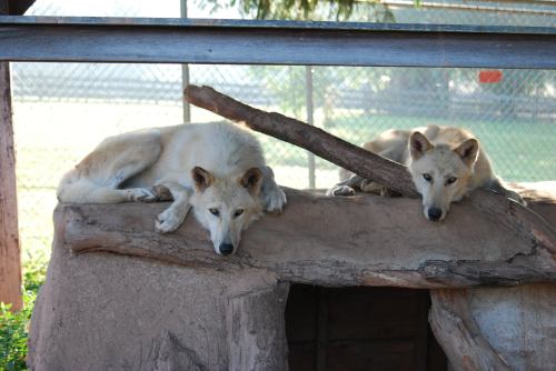 Two white wolves rest on a rocky ledge, with a wooden structure in the background and a fence beyond.