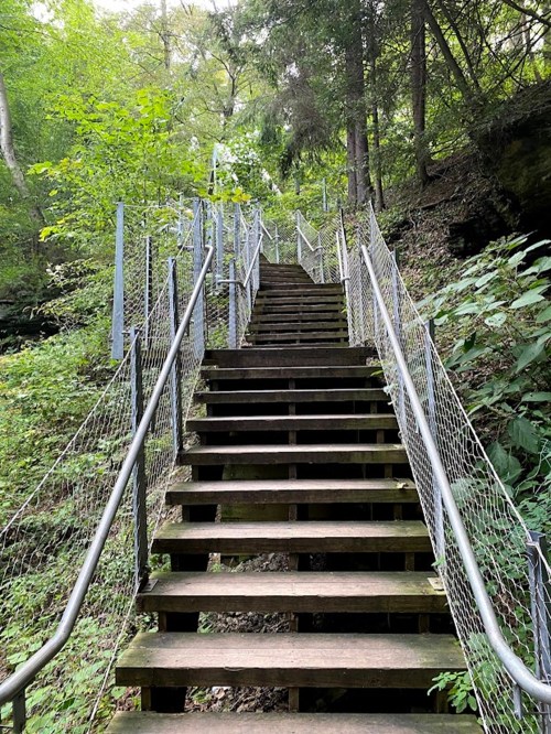 Wooden stairs lead up through a lush green forest, flanked by trees and a safety railing.