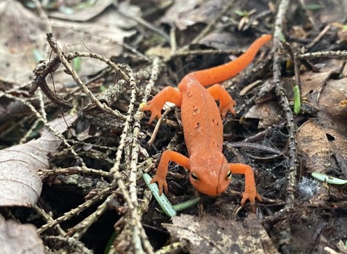 An orange salamander crawls over a bed of leaves and twigs in a forest setting.