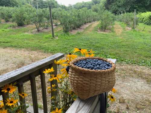 A woven basket filled with blueberries sits on a wooden railing, surrounded by yellow flowers and a blueberry field.