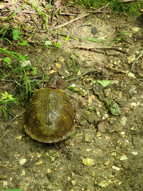 A turtle on a dirt path surrounded by grass and small plants.