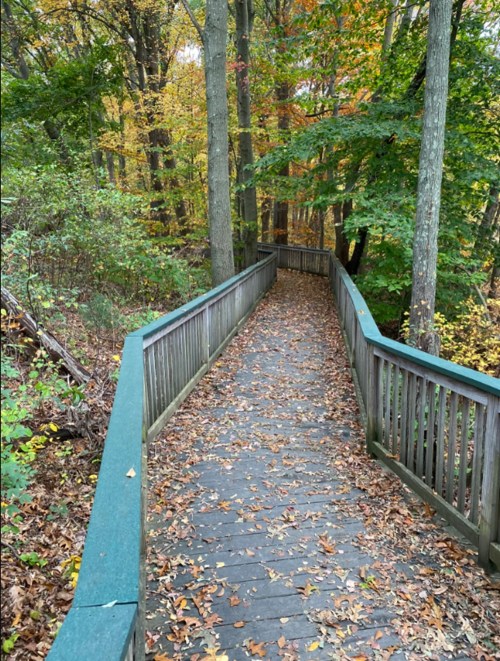 A wooden walkway surrounded by trees with autumn leaves scattered on the ground.