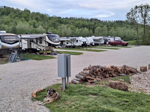 A dog rests on the grass near a gravel road lined with RVs and a stack of firewood in a green, wooded area.