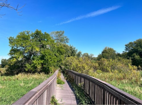 A wooden boardwalk leads through lush greenery under a clear blue sky.
