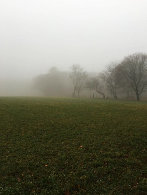 A foggy landscape with a grassy field and blurred trees in the background, creating a serene, mysterious atmosphere.
