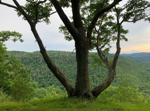A large tree stands on a hillside, overlooking a lush green valley and distant mountains under a cloudy sky.