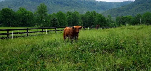 A Highland cow stands in a lush green field with rolling hills in the background.