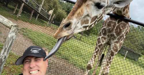 A man takes a selfie with a giraffe reaching over a fence, its tongue extended towards him.