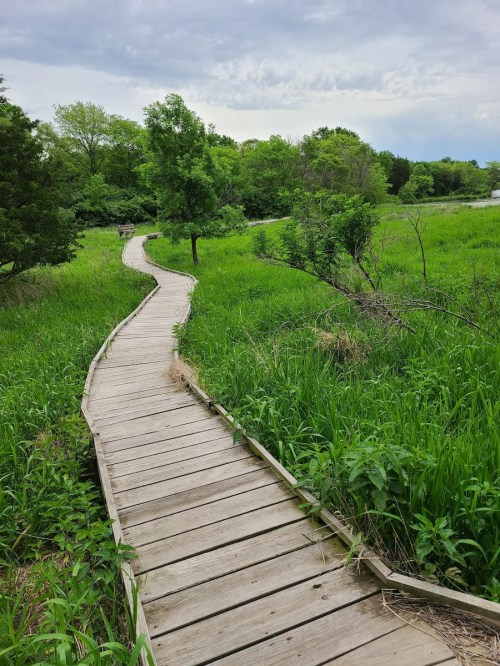 A winding wooden boardwalk through lush green grass and trees under a cloudy sky.