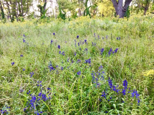 A field of tall green grass dotted with vibrant blue wildflowers under a sunny sky.