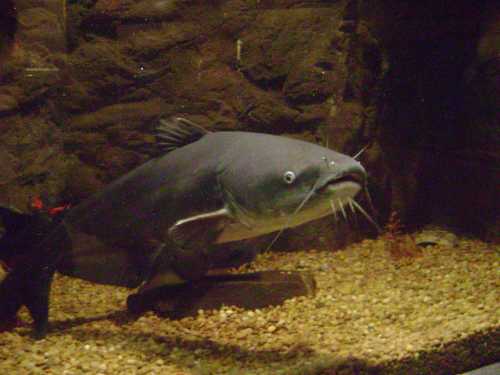 A large catfish swimming in an aquarium, with a rocky background and gravel at the bottom.