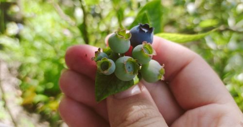 Closeup of a person holding a bunch of unripe blueberries in their hand
