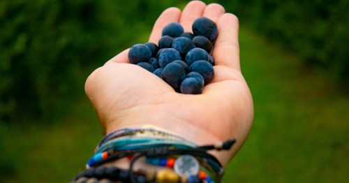 Hand holding fresh picked blueberries at Long Island berry farm