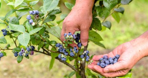 A farmer picking blueberries fresh off the plant at a U-pick in Iowa
