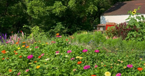 A lush field of pink, orange, and yellow zinnias in front of a white barn and green trees.