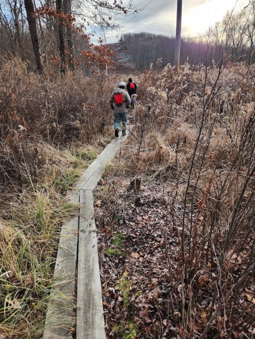 Two hikers walk along a wooden path through tall grass and shrubs in a wooded area during sunset.