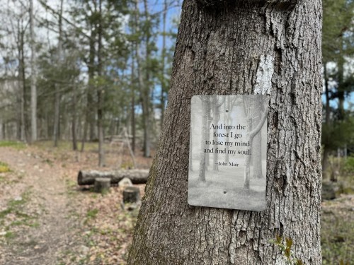 A tree in a forest with a quote by John Muir about finding peace and connection in nature.