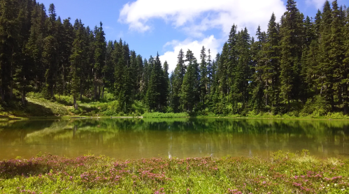 A serene lake surrounded by lush green trees and colorful wildflowers under a blue sky with fluffy clouds.