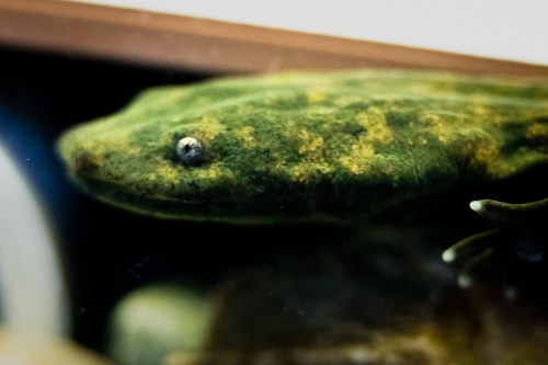 A close-up of a green amphibian with a smooth, textured skin, partially submerged in water.