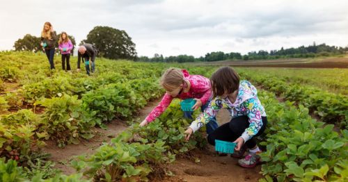 Two children picking strawberries at a U-pick fields in New Jersey