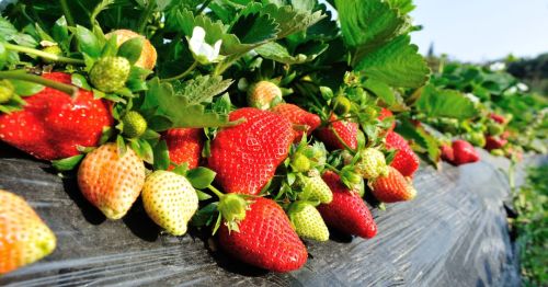 Close-up of rows of strawberry fields like the u-pick farms in Connecticut