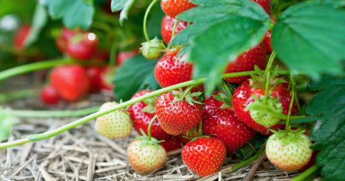 Closeup of bushel of strawberries