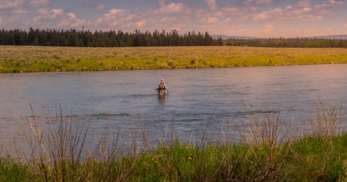 A person fishing in a river surrounded by lush greenery and distant trees under a cloudy sky.