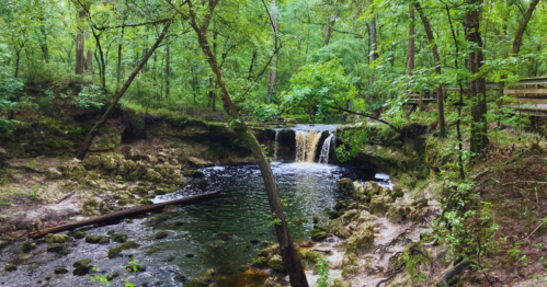 A serene forest scene featuring a small waterfall cascading into a calm pool, surrounded by lush greenery.