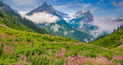 A vibrant valley filled with pink wildflowers, surrounded by majestic mountains and misty clouds under a blue sky.