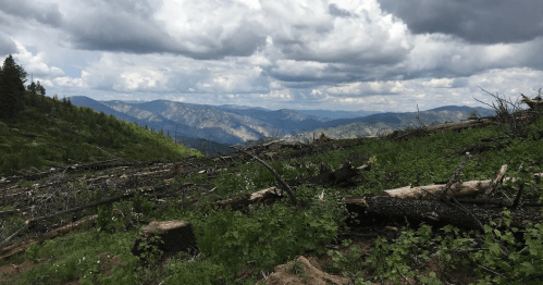A scenic view of mountains under a cloudy sky, with green vegetation and fallen logs in the foreground.